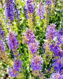 Biene im Lavendel  von Antje Krenz