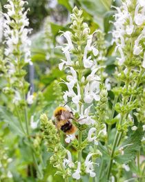 Fleißige Biene im Blütemnrausch von Antje Krenz