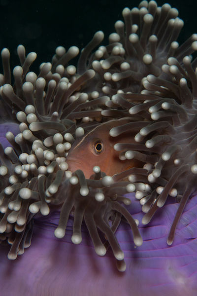 Anemonenfisch-versteckt