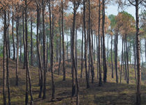 Pine forest by Sharanya Manola