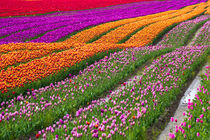 Monet Alive-tulip fields von Eti Reid