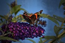 Schmetterling von Claudia Evans
