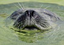 Seal surfacing by past-presence-art