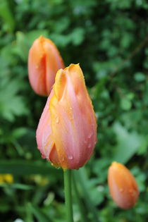 Tulip with water drops von Maria Preibsch