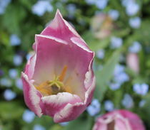 Tulip von Maria Preibsch