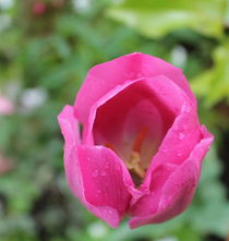 Pink tulip with water drops von Maria Preibsch