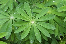 Green leaves with rain drops by Maria Preibsch