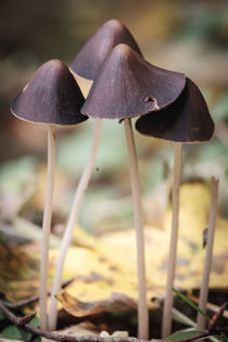 A flock of mushrooms by elio-photoart