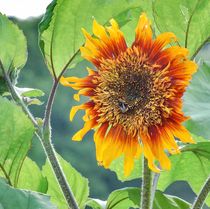 Sunflower von Thomas Preibsch