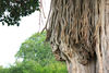 Baum-luftwurzel-srilanka