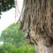 Baum-luftwurzel-srilanka