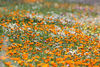 Blumenwiese-orange-ringelblumen