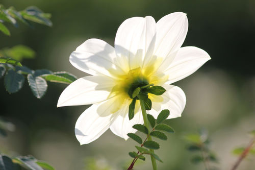 Chrysanthemewhite