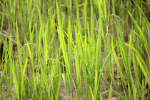 Riceplant von Martina  Gsöls