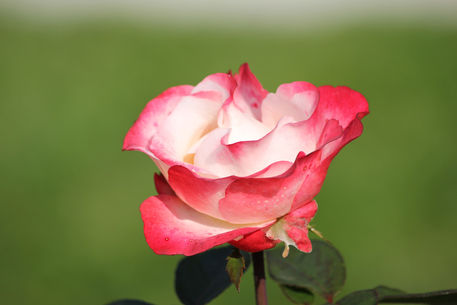 Rose-rose-alone