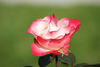 Rose-rose-alone