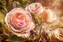 Rosen von Barbara Pfannstiel