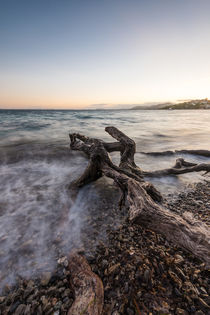 Baumstamm im Meer auf Mallorca von Florian Westermann