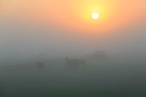 Pferdeweide im Nebel  by Bernhard Kaiser