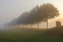 Baumreihe am Morgen von Bernhard Kaiser