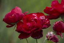 Rosen mit Regentropfen von Petra Dreiling-Schewe