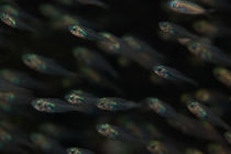 Schwarm junger Fische von Sven Gruse