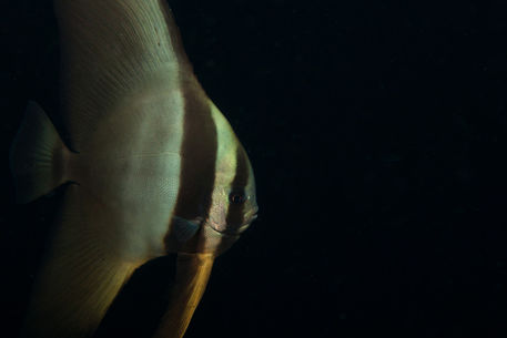 Juvenile-batfish-copy