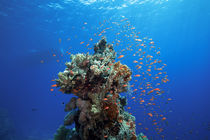 Korallenblock von Sven Gruse