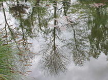 Reflections by Maria Preibsch