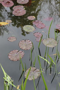 Water lilies von Maria Preibsch