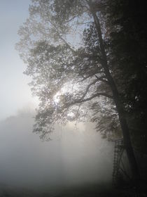 Morgens im Nebel by lassiekatze