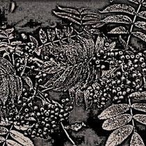 Abstract Autumn Berries In Black And White by gittagsart
