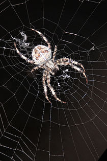 Network agency - Spider in the backlight by Chris Berger