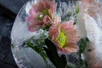 Chrysantheme in Eis 1 von Marc Heiligenstein