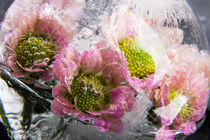 Chrysantheme in Eis 2 by Marc Heiligenstein