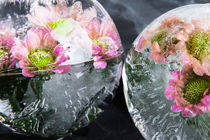 Chrysantheme in Eis 3 von Marc Heiligenstein