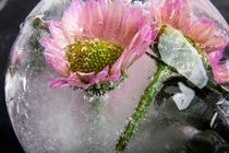 Chrysantheme in Eis 4 by Marc Heiligenstein