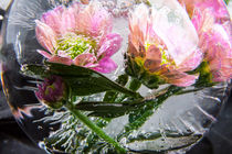 Chrysantheme in Eis 5 by Marc Heiligenstein