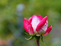 Rose by maja-310