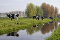 Cows along a ditch by John Stuij