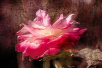 Old-style Rose by Nicc Koch