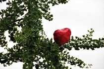 Herz-Ballon auf einem Ginkobaum by assy
