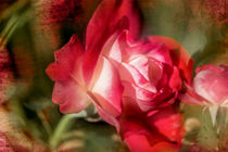 Romantic Rose by Nicc Koch