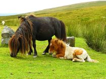 Wilde Ponies im Brecon Beacons National Park  by gscheffbuch