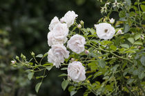 Weiße Rosen  von Petra Dreiling-Schewe