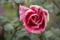 Späte Rose im Garten von Petra Dreiling-Schewe