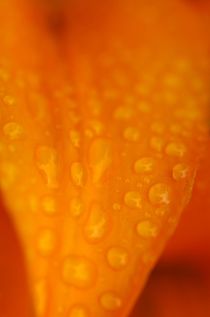 Orange drops von atelier-kristen
