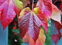 Herbstlich gefärbte wilde Weinblätter von assy