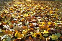 überall Blätter.....goldener Oktober by assy