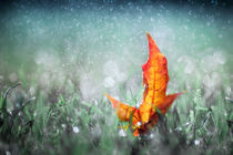 A Glimpse Of Autumn by Brigitte Sanladerer